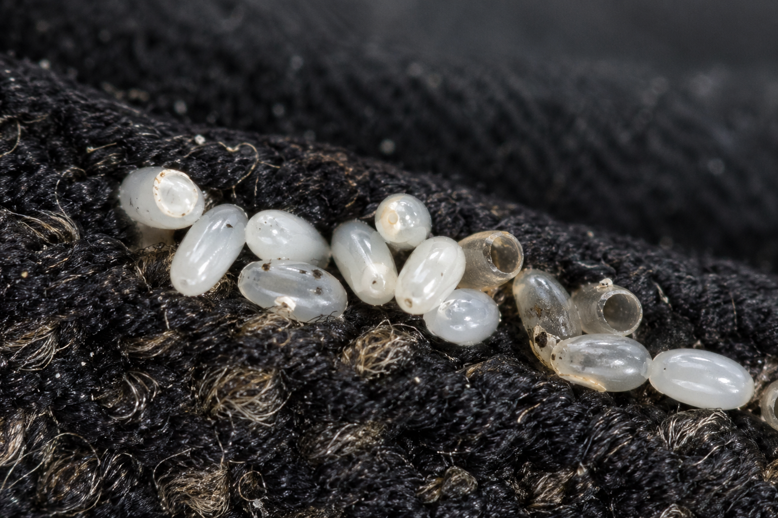 Bed bug eggs along a mattress seam