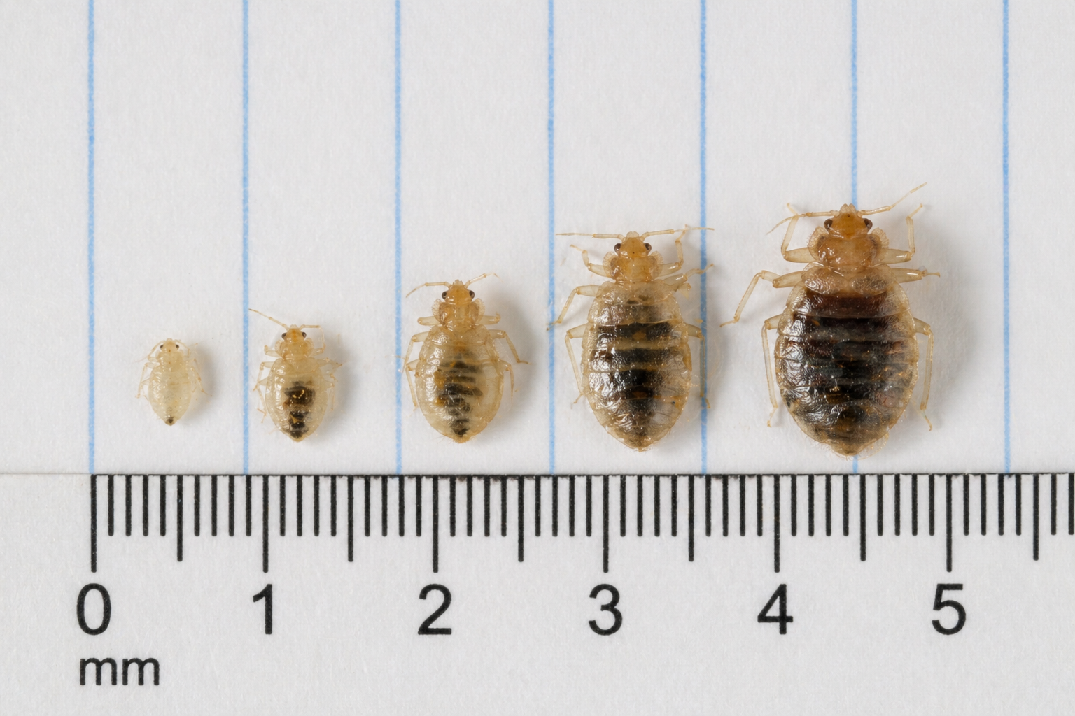 Five bed bug nymph instars side by side, with millimeter scale